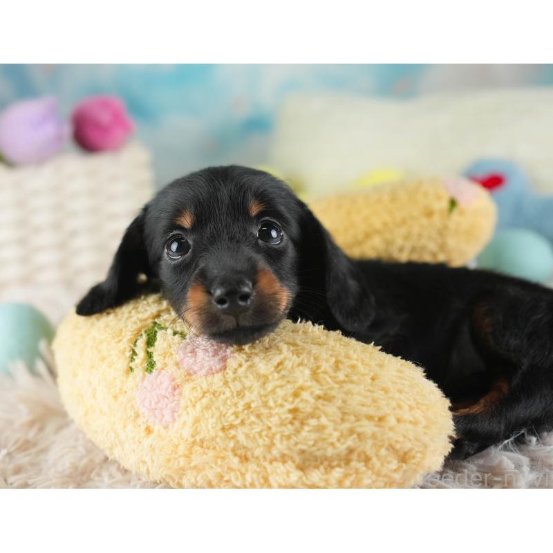 販売中の埼玉県のミニチュアダックスフンド(ロングヘアード)-443810の8枚目