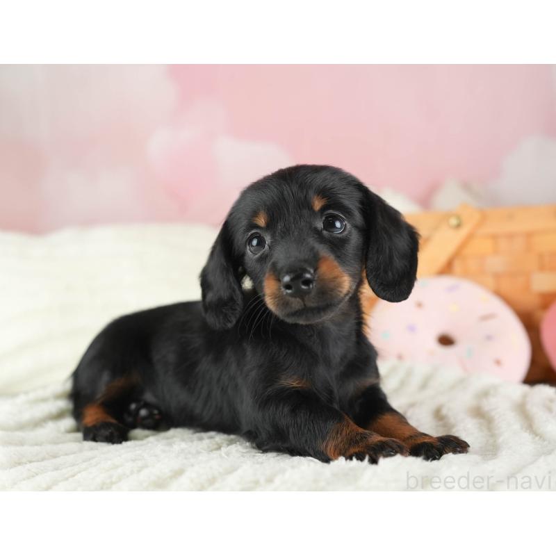 販売中の埼玉県のミニチュアダックスフンド(ロングヘアード)-443810の7枚目