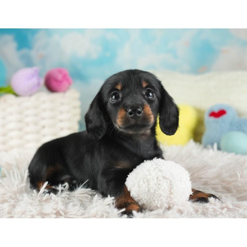 販売中の埼玉県のミニチュアダックスフンド(ロングヘアード)-443810の6枚目