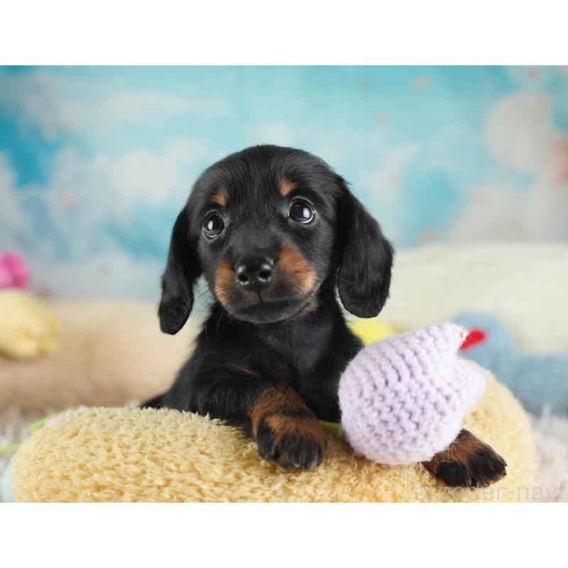 販売中の埼玉県のミニチュアダックスフンド(ロングヘアード)-443810の5枚目