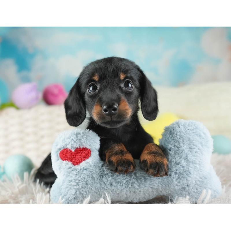 販売中の埼玉県のミニチュアダックスフンド(ロングヘアード)-443810の3枚目