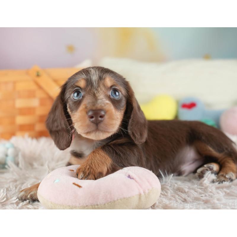 販売中の埼玉県のカニンヘンダックスフンド(ロングヘアード)-443811の11枚目