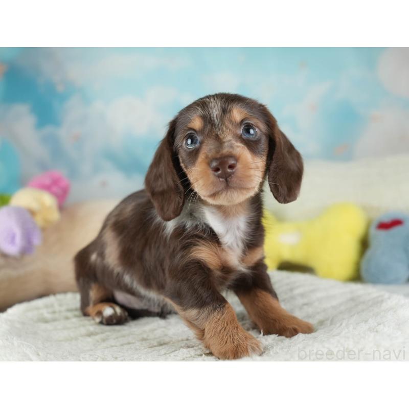 販売中の埼玉県のカニンヘンダックスフンド(ロングヘアード)-443811の10枚目