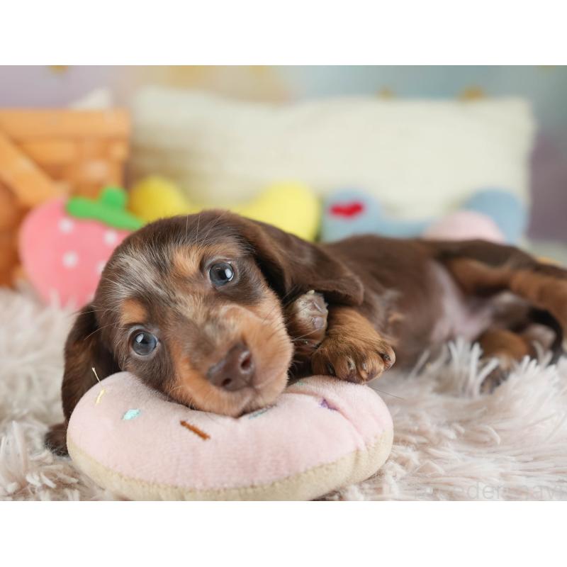 販売中の埼玉県のカニンヘンダックスフンド(ロングヘアード)-443811の9枚目