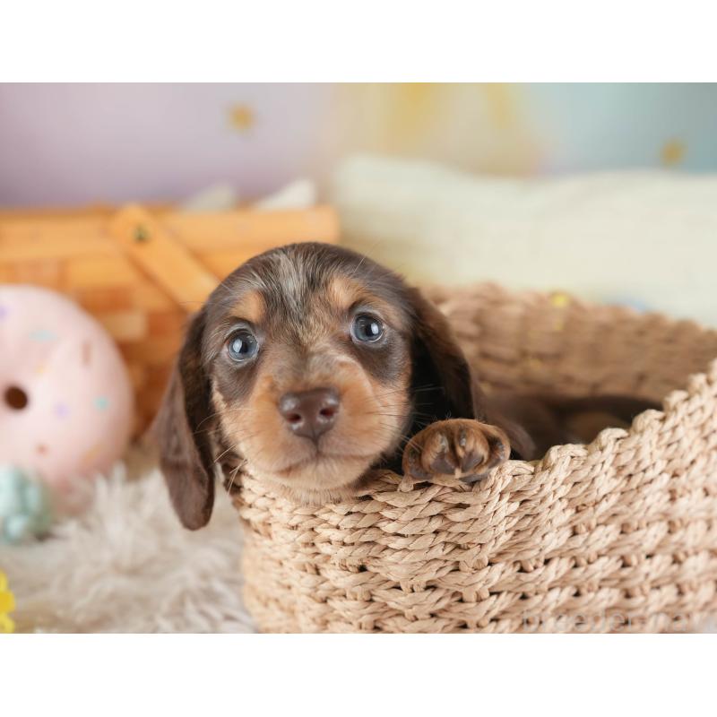 販売中の埼玉県のカニンヘンダックスフンド(ロングヘアード)-443811の8枚目