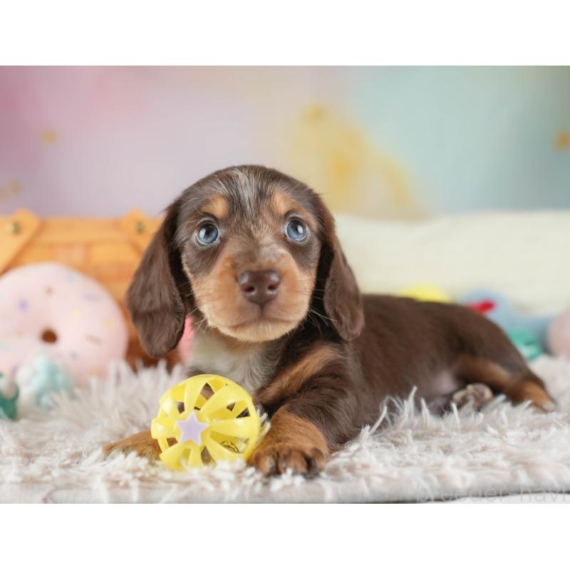 販売中の埼玉県のカニンヘンダックスフンド(ロングヘアード)-443811の7枚目