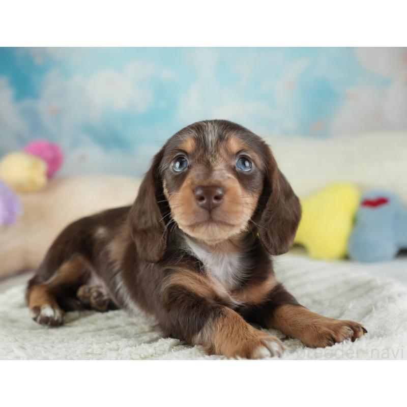 販売中の埼玉県のカニンヘンダックスフンド(ロングヘアード)-443811の5枚目