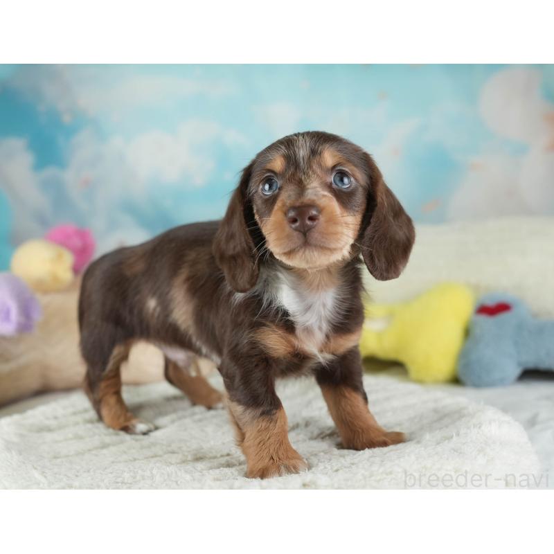 販売中の埼玉県のカニンヘンダックスフンド(ロングヘアード)-443811の4枚目