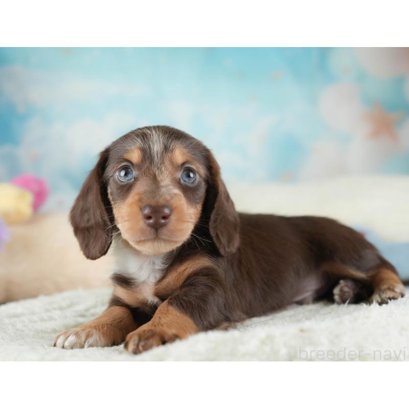 販売中の埼玉県のカニンヘンダックスフンド(ロングヘアード)-443811の3枚目