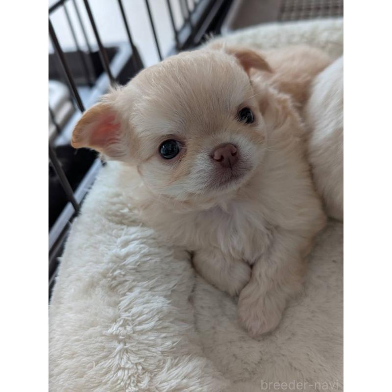 販売中の北海道のチワワ(ロングコート)-443812の8枚目