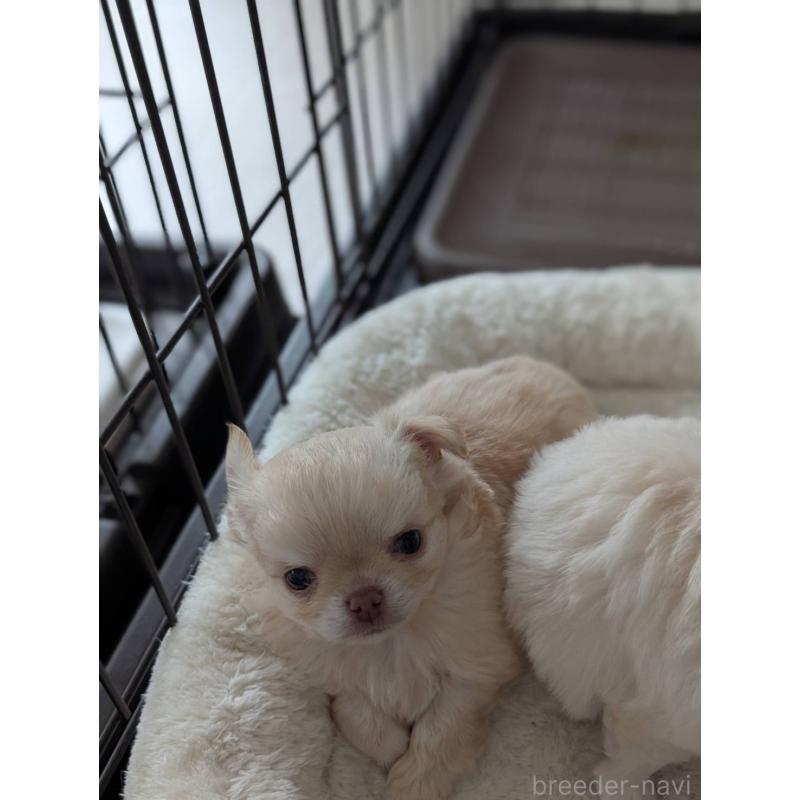 販売中の北海道のチワワ(ロングコート)-443812の7枚目