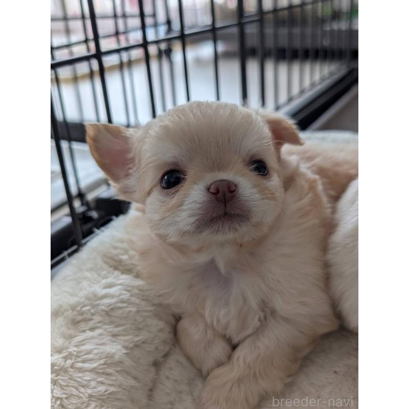 販売中の北海道のチワワ(ロングコート)-443812の5枚目