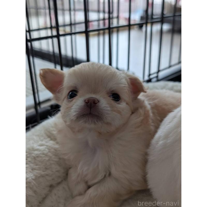 販売中の北海道のチワワ(ロングコート)-443812の4枚目