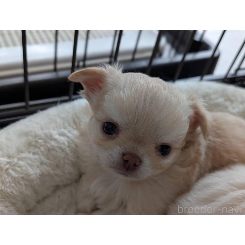 販売中の北海道のチワワ(ロングコート)-443812の3枚目