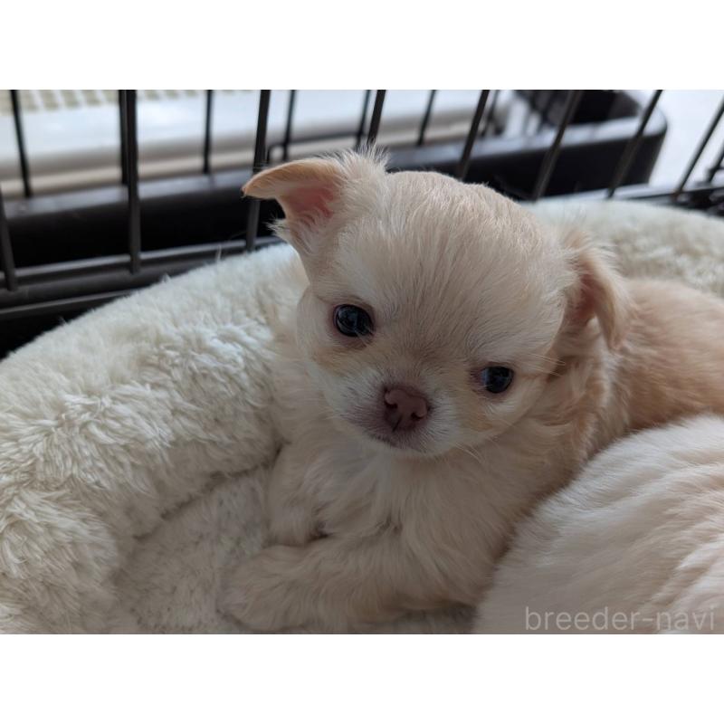 販売中の北海道のチワワ(ロングコート)-443812の2枚目