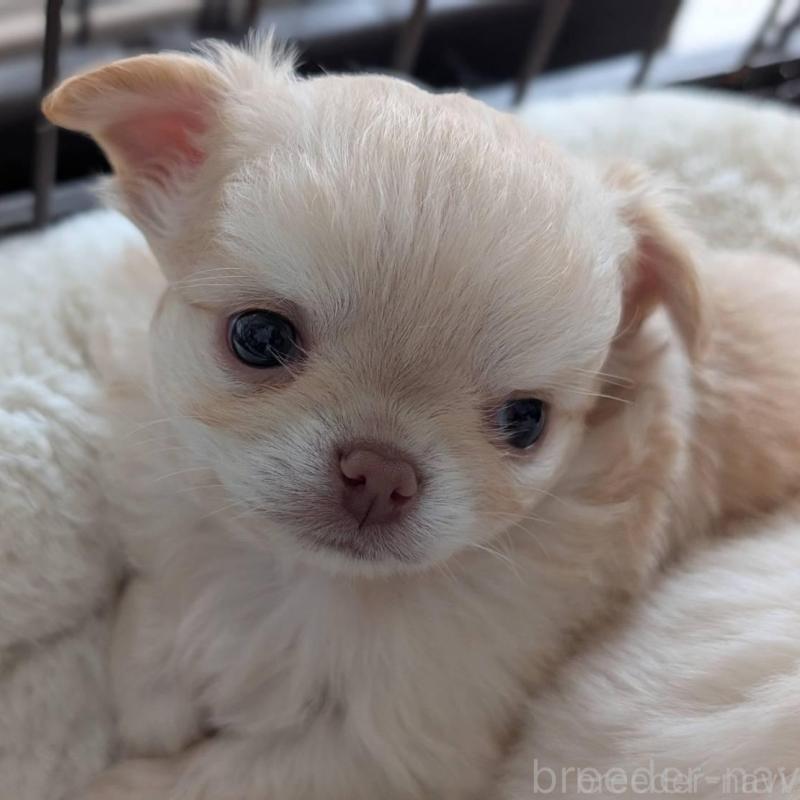 販売中の北海道のチワワ(ロングコート)-443812の1枚目