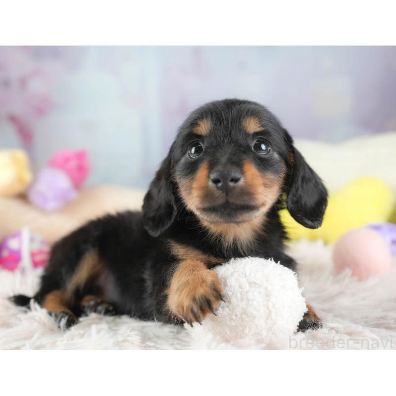 販売中の埼玉県のカニンヘンダックスフンド(ロングヘアード)-443815の11枚目