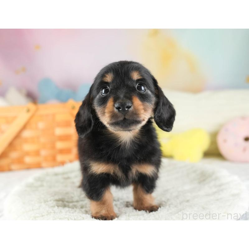 販売中の埼玉県のカニンヘンダックスフンド(ロングヘアード)-443815の10枚目