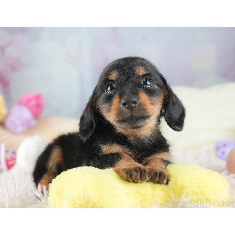 販売中の埼玉県のカニンヘンダックスフンド(ロングヘアード)-443815の9枚目