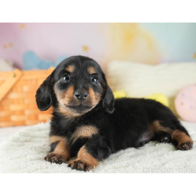 販売中の埼玉県のカニンヘンダックスフンド(ロングヘアード)-443815の6枚目