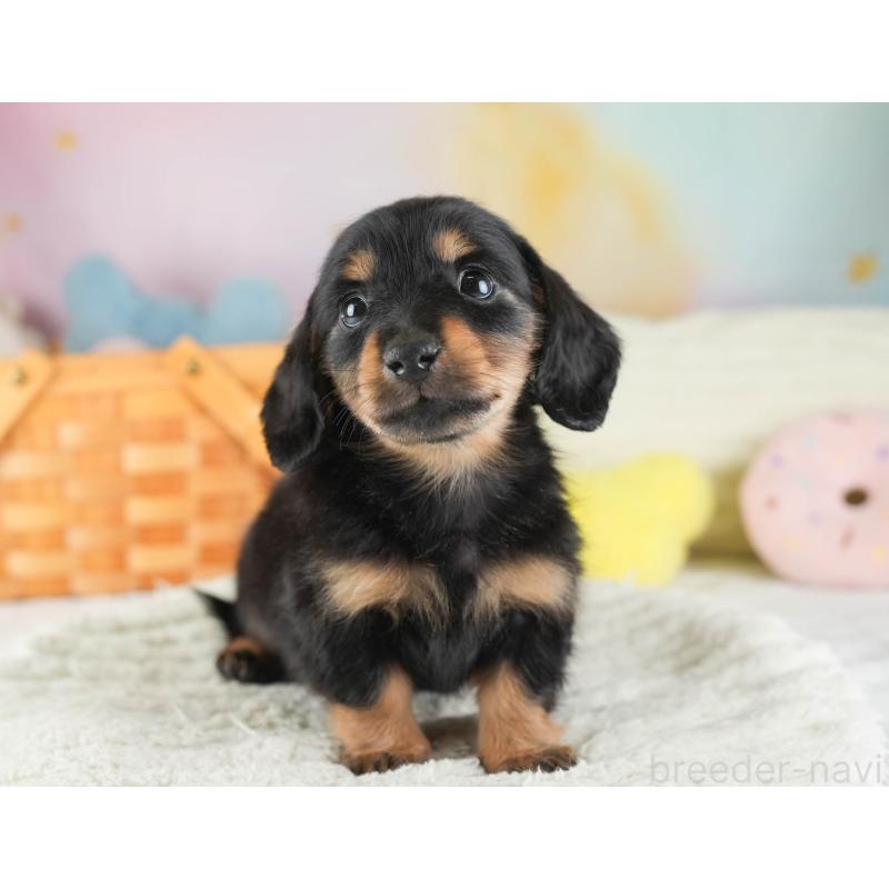 販売中の埼玉県のカニンヘンダックスフンド(ロングヘアード)-443815の4枚目