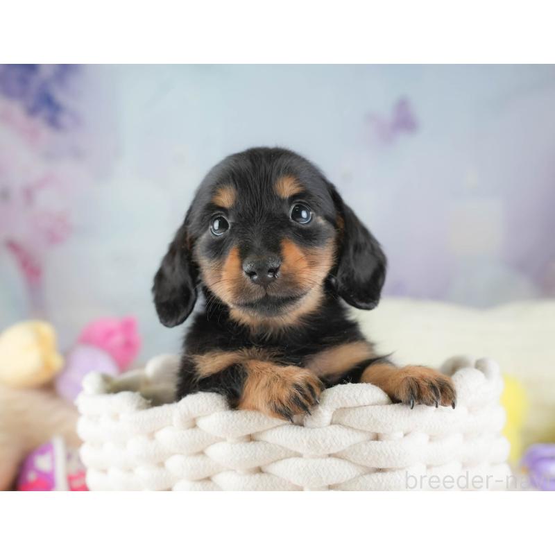 販売中の埼玉県のカニンヘンダックスフンド(ロングヘアード)-443815の3枚目