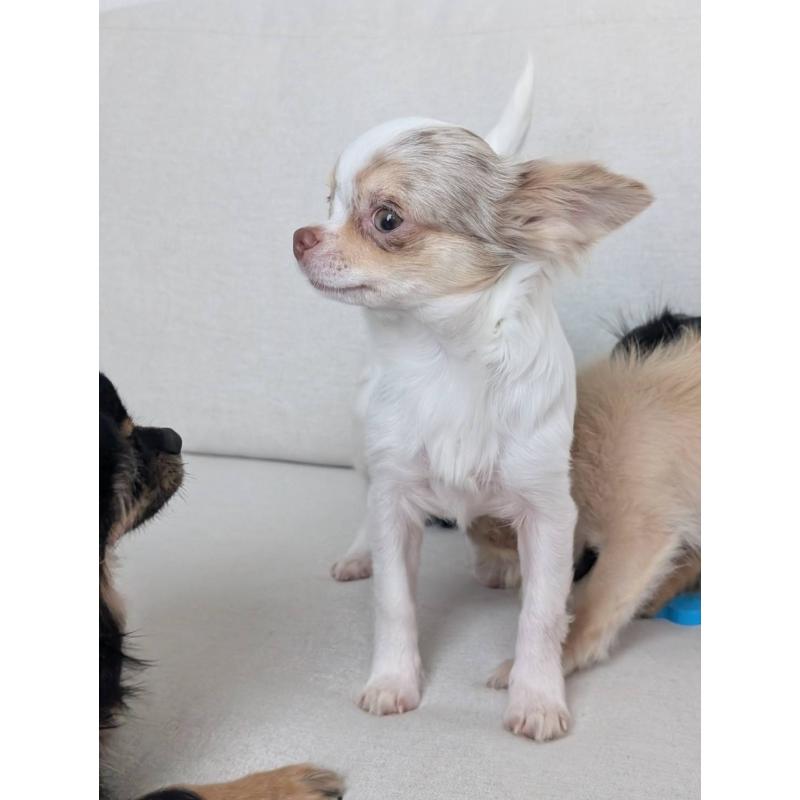 販売中の北海道のチワワ(ロングコート)-443813の13枚目