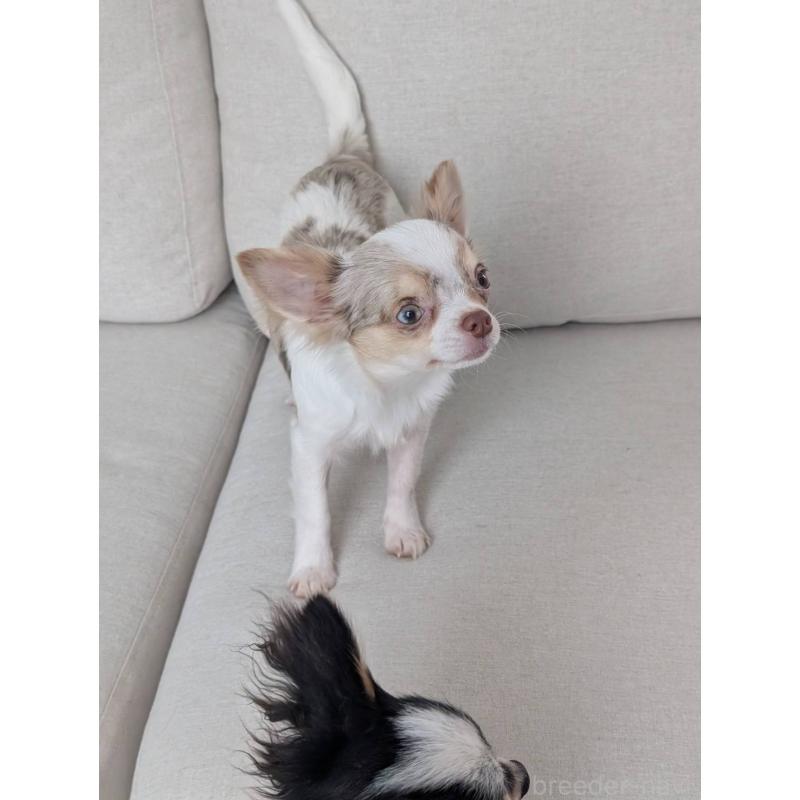 販売中の北海道のチワワ(ロングコート)-443813の12枚目