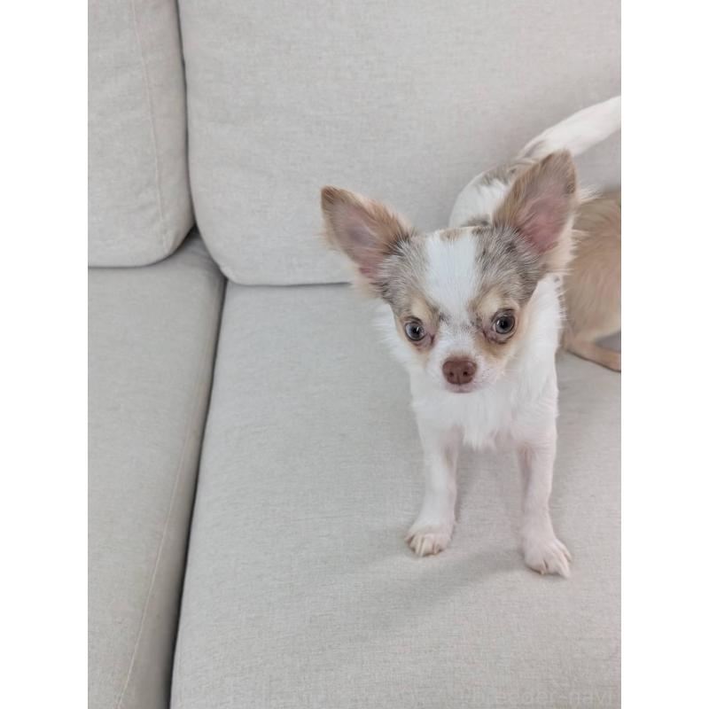 販売中の北海道のチワワ(ロングコート)-443813の11枚目