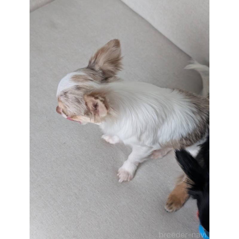 販売中の北海道のチワワ(ロングコート)-443813の10枚目