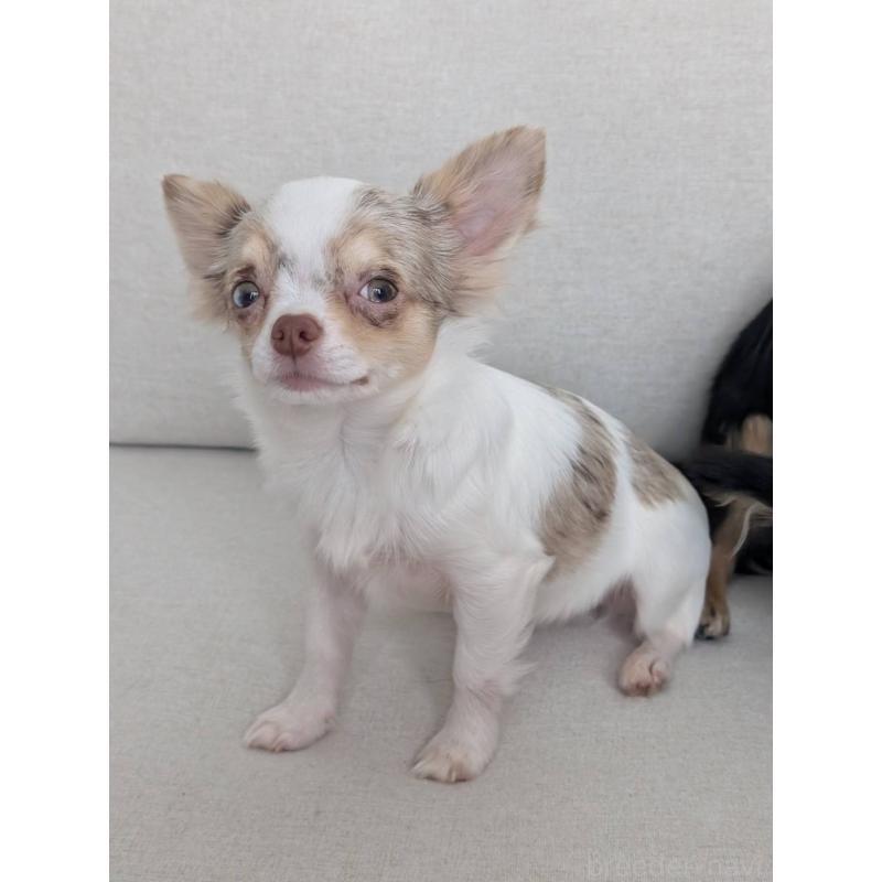 販売中の北海道のチワワ(ロングコート)-443813の9枚目