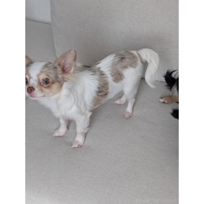 販売中の北海道のチワワ(ロングコート)-443813の8枚目