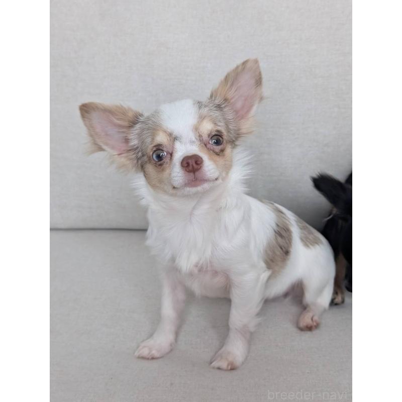 販売中の北海道のチワワ(ロングコート)-443813の7枚目