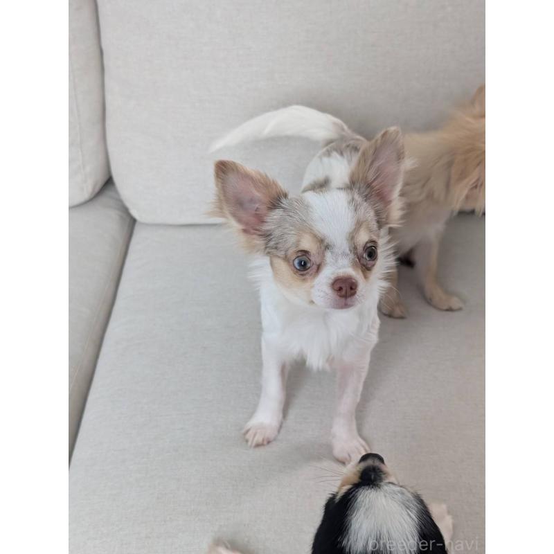 販売中の北海道のチワワ(ロングコート)-443813の6枚目