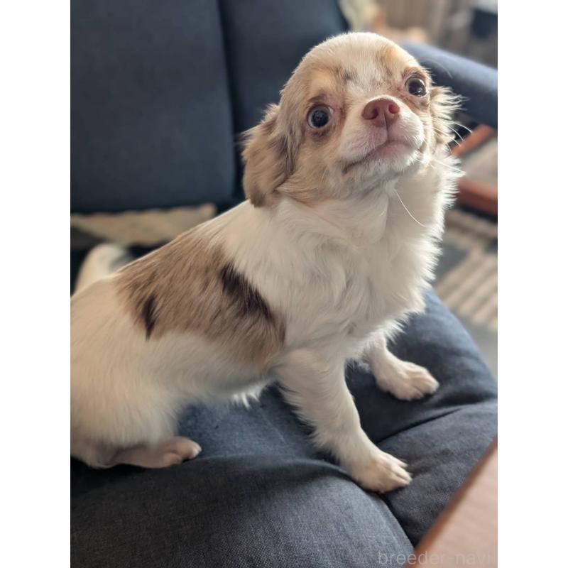 販売中の北海道のチワワ(ロングコート)-443813の5枚目