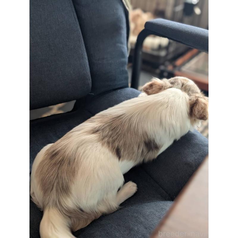 販売中の北海道のチワワ(ロングコート)-443813の3枚目