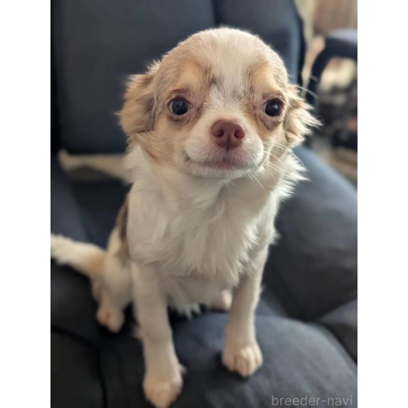 販売中の北海道のチワワ(ロングコート)-443813の4枚目