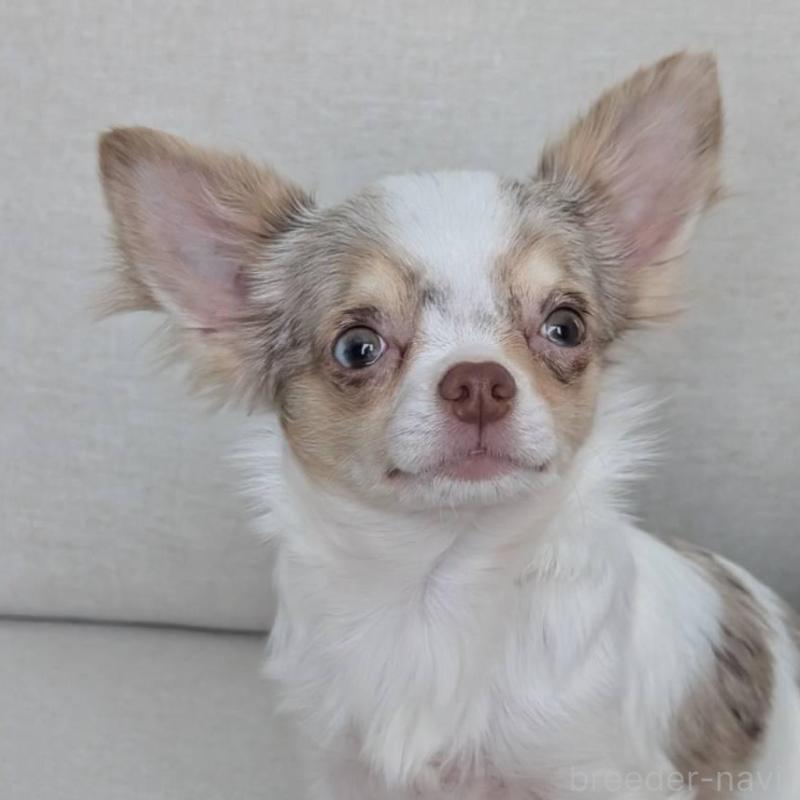 販売中の北海道のチワワ(ロングコート)-443813