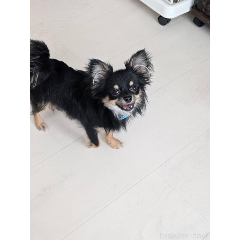 販売中の北海道のミックス犬-443817の8枚目