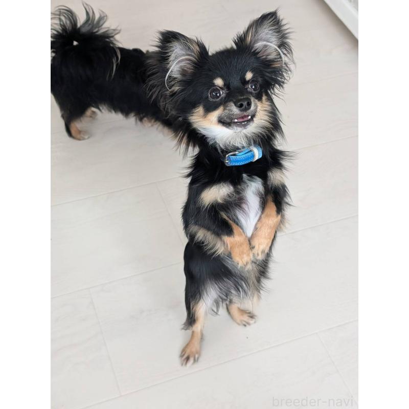 販売中の北海道のミックス犬-443817の7枚目