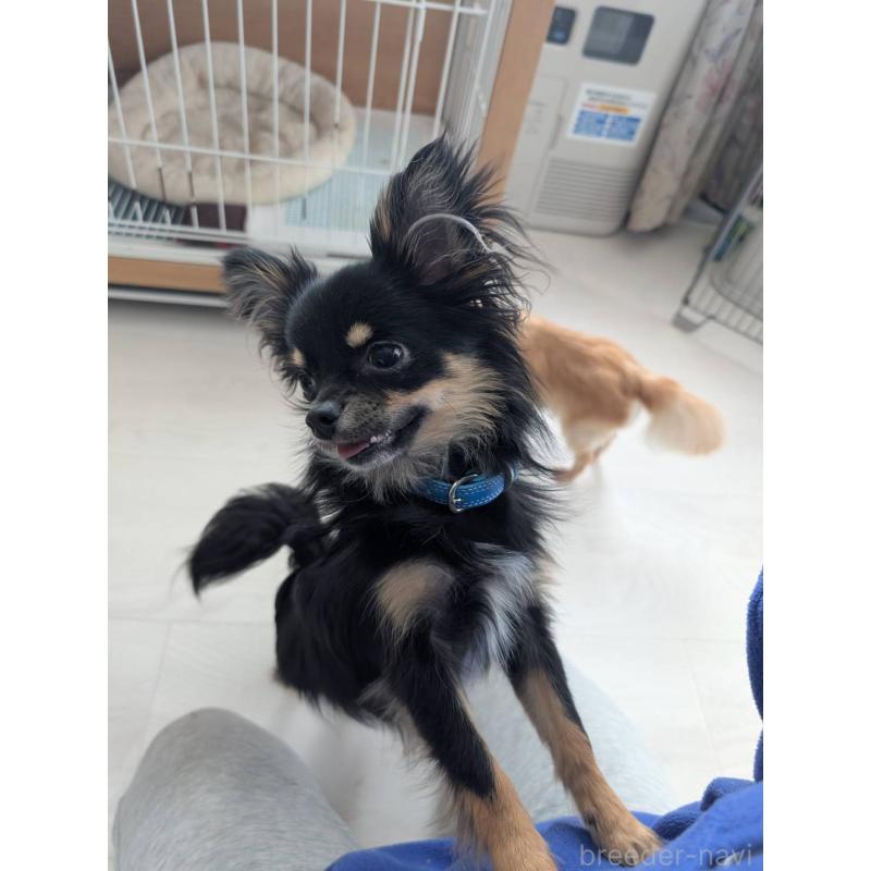 販売中の北海道のミックス犬-443817の6枚目