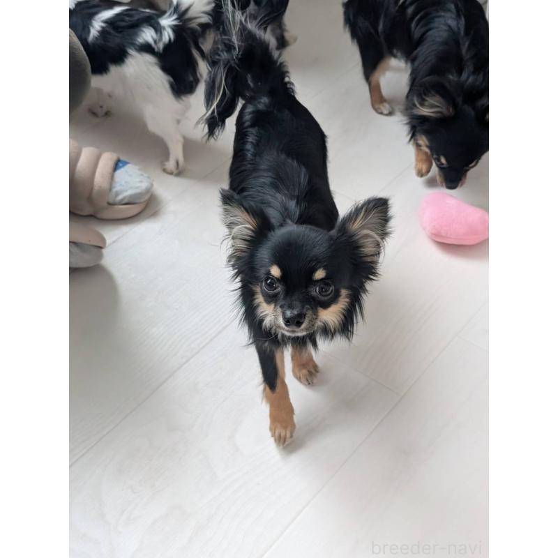 販売中の北海道のミックス犬-443817の5枚目