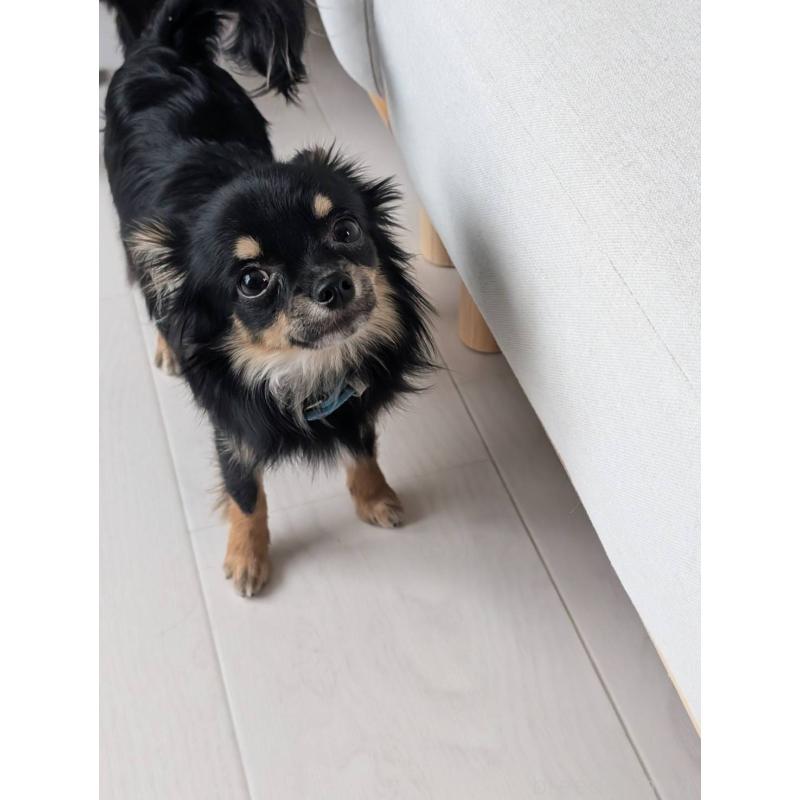 販売中の北海道のミックス犬-443817の3枚目