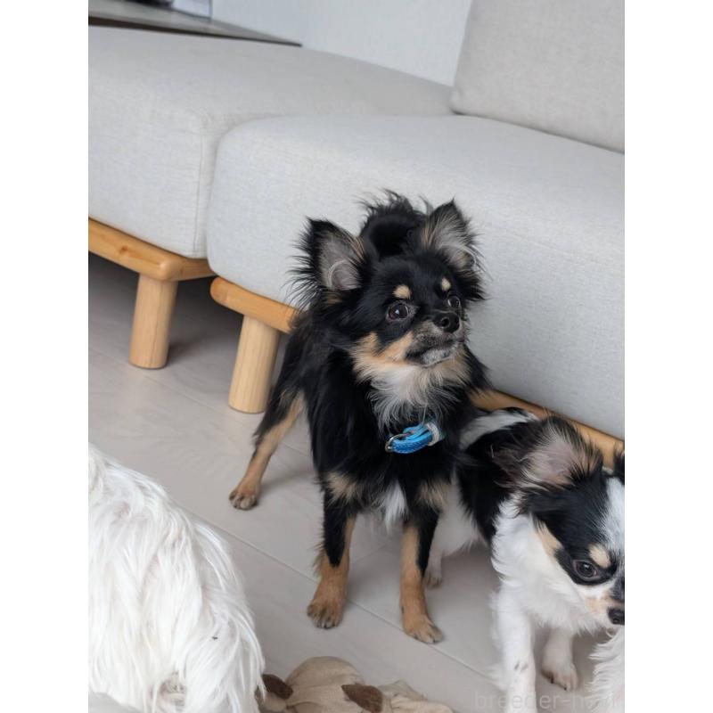 販売中の北海道のミックス犬-443817の4枚目