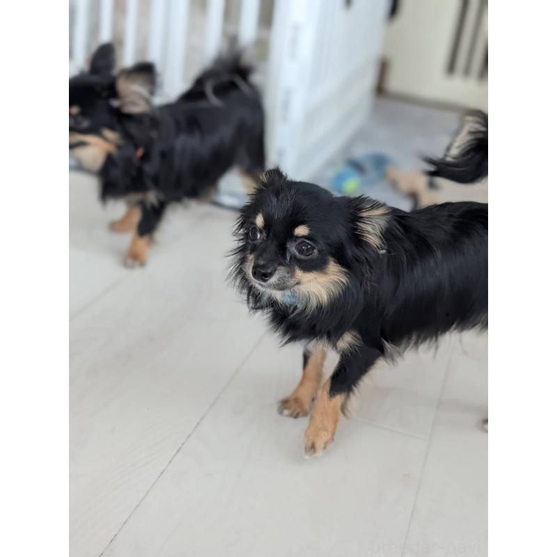 販売中の北海道のミックス犬-443817の2枚目