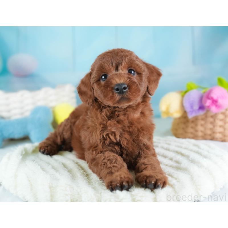 販売中の埼玉県のトイプードル-443818の11枚目