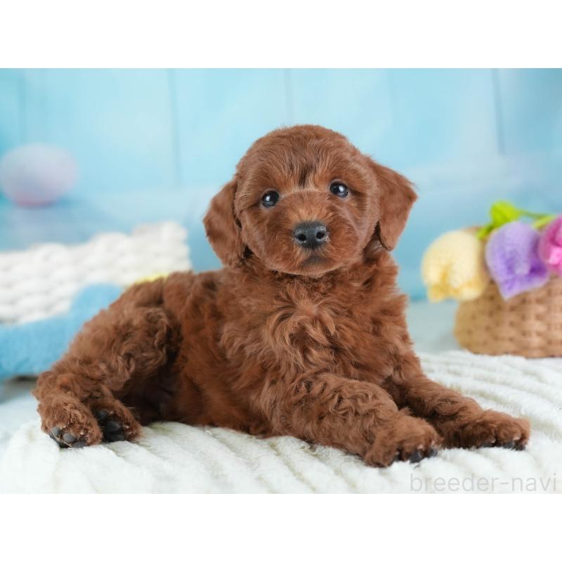 販売中の埼玉県のトイプードル-443818の8枚目