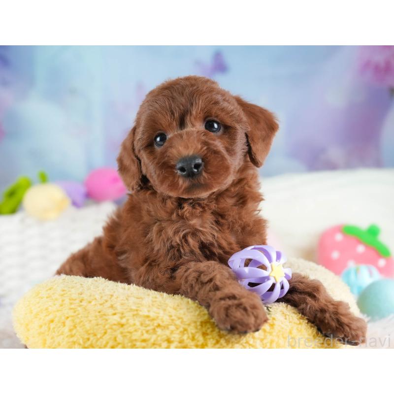 販売中の埼玉県のトイプードル-443818の6枚目