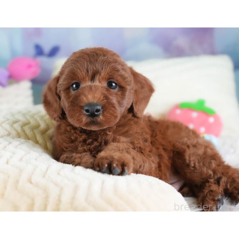 販売中の埼玉県のトイプードル-443818の5枚目