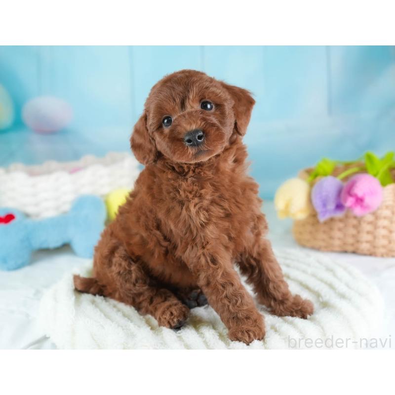 販売中の埼玉県のトイプードル-443818の3枚目